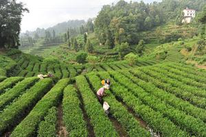 CHINA-AGRICULTURA-COSECHA