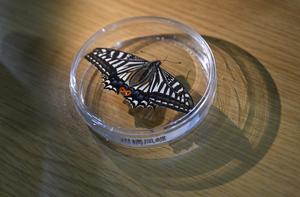 CHINA-CHONGQING-EXPERIMENTO ESPACIAL-MARIPOSA-INCUBACION