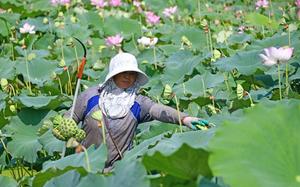 CHINA-AGRICULTURA-COSECHA