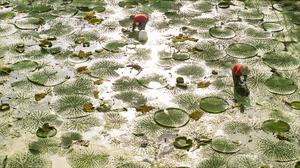 CHINA-AGRICULTURA-COSECHA
