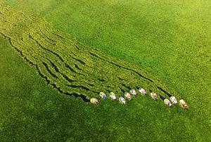 CHINA-AGRICULTURA-COSECHA