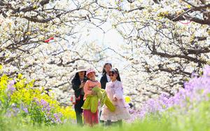 CHINA-HEBEI-FLORES DE PERA-TURISMO