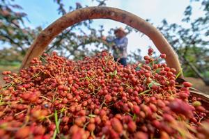 CHINA-AGRICULTURA-COSECHA