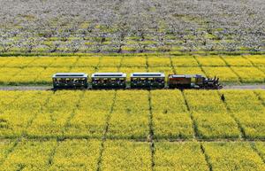 CHINA-HEBEI-FLORES DE PERA-TURISMO