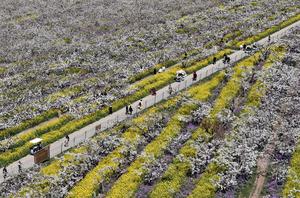 CHINA-HEBEI-FLORES DE PERA-TURISMO