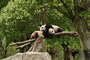 CHINA-SICHUAN-SHENSHUPING-PANDAS GIGANTES