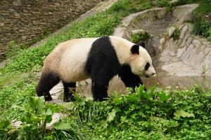CHINA-SICHUAN-SHENSHUPING-PANDAS GIGANTES