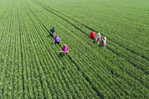 CHINA-PRINCIPIOS DEL VERANO-TRABAJO AGRICOLA