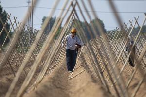 CHINA-PRINCIPIOS DEL VERANO-TRABAJO AGRICOLA