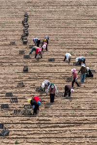 CHINA-PRINCIPIOS DEL VERANO-TRABAJO AGRICOLA