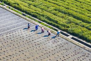 CHINA-PRINCIPIOS DEL VERANO-TRABAJO AGRICOLA