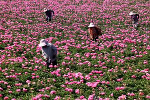 CHINA-PRINCIPIOS DEL VERANO-TRABAJO AGRICOLA