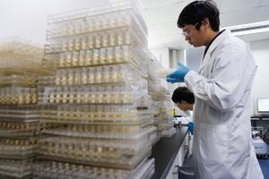 CHINA-SHANGHAI-MAIZ CON ALTO CONTENIDO PROTEICO