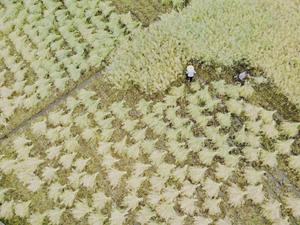 CHINA-PRINCIPIOS DEL VERANO-TRABAJO AGRICOLA