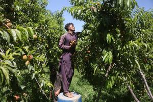 AFGANISTAN-NANGARHAR-DURAZNOS