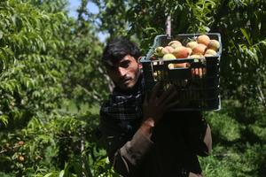 AFGANISTAN-NANGARHAR-DURAZNOS