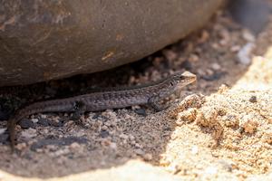 CABO VERDE-ISLA DE SANTIAGO-VIDA SILVESTRE