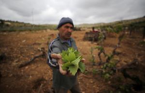 MEDIO ORIENTE-CISJORDANIA-HEBRON-VIDES-DAÑOS