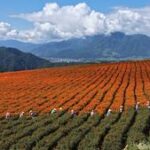 CHINA-ROCIO BLANCO-TRABAJO AGRICOLA