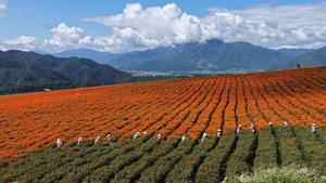 CHINA-ROCIO BLANCO-TRABAJO AGRICOLA