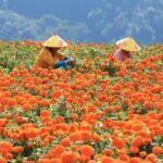 CHINA-ROCIO BLANCO-TRABAJO AGRICOLA