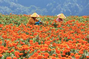 CHINA-ROCIO BLANCO-TRABAJO AGRICOLA
