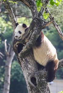 CHINA-SHAANXI-HANZHONG-PANDAS GIGANTES-BASE