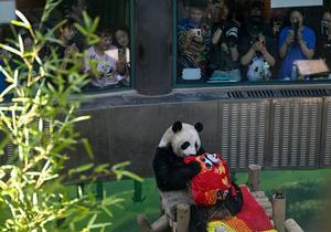 CHINA-TIANJIN-PANDA-CUMPLEAÑOS