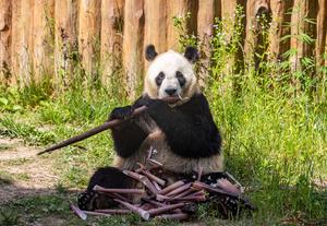 CHINA-SHAANXI-HANZHONG-PANDAS GIGANTES-BASE