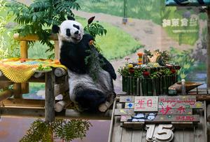 CHINA-TIANJIN-PANDA-CUMPLEAÑOS