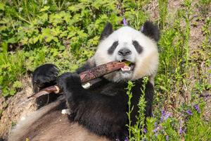 CHINA-SHAANXI-HANZHONG-PANDAS GIGANTES-BASE