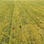 CHINA-ROCIO BLANCO-TRABAJO AGRICOLA