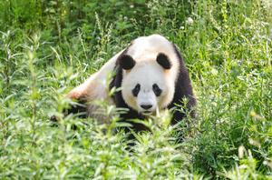 CHINA-SHAANXI-HANZHONG-PANDAS GIGANTES-BASE