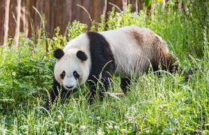 CHINA-SHAANXI-HANZHONG-PANDAS GIGANTES-BASE