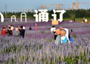 CHINA-MONGOLIA INTERIOR-CAMPOS DE LAVANDA