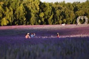 CHINA-MONGOLIA INTERIOR-CAMPOS DE LAVANDA