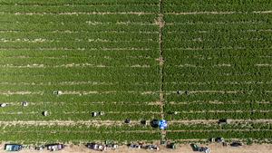 CHINA-NINGXIA-HELAN-VEGETALES DE TEMPORADA FRIA
