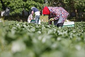 CHINA-NINGXIA-HELAN-VEGETALES DE TEMPORADA FRIA