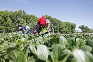 CHINA-NINGXIA-HELAN-VEGETALES DE TEMPORADA FRIA