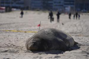 URUGUAY-MONTEVIDEO-ELEFANTE MARINO