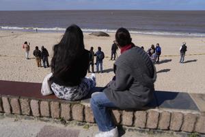 URUGUAY-MONTEVIDEO-ELEFANTE MARINO