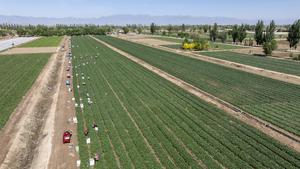 CHINA-NINGXIA-HELAN-VEGETALES DE TEMPORADA FRIA