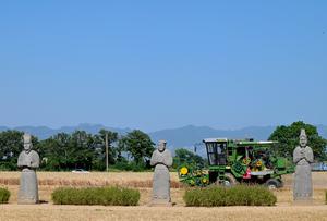 CHINA-HENAN-GONGYI-TUMBA ANTIGUA-TRIGO-COSECHA