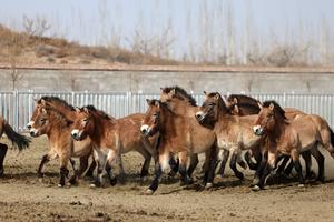 CHINA-GANSU-CABALLOS DE PRZEWALSKI-PROTECCION