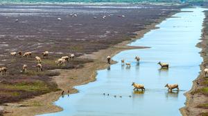 CHINA-JIANGSU-DONGTAI-CIERVO MILU