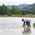 CHINA-CHONGQING-AGRICULTURA