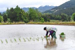 CHINA-CHONGQING-AGRICULTURA
