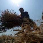 PAKISTAN-PESHAWAR-TRIGO-COSECHA