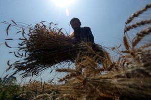PAKISTAN-PESHAWAR-TRIGO-COSECHA