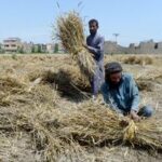 PAKISTAN-PESHAWAR-TRIGO-COSECHA